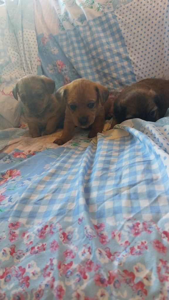 Dachsund x pomeranian 