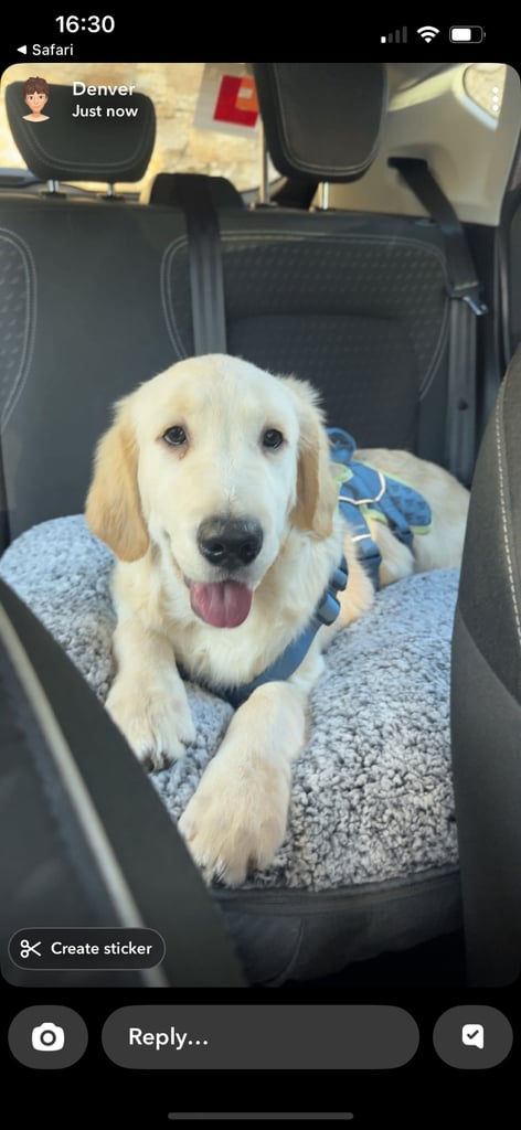Golden Retriever Pup - Male 