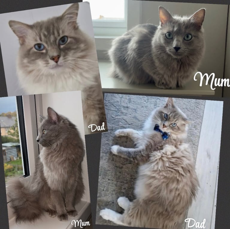 image for Ragdoll Kittens