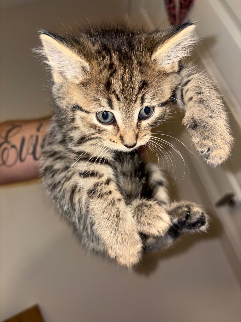 1 LEFT!🩷 Siberian x British shorthair kittens 🐱 