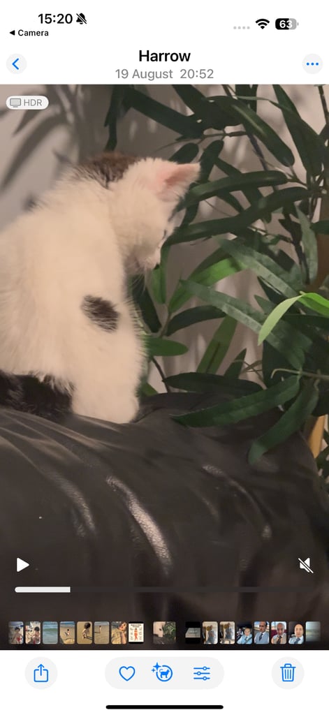 A beautiful, lovely and friendly kitten nearly 36 weeks old