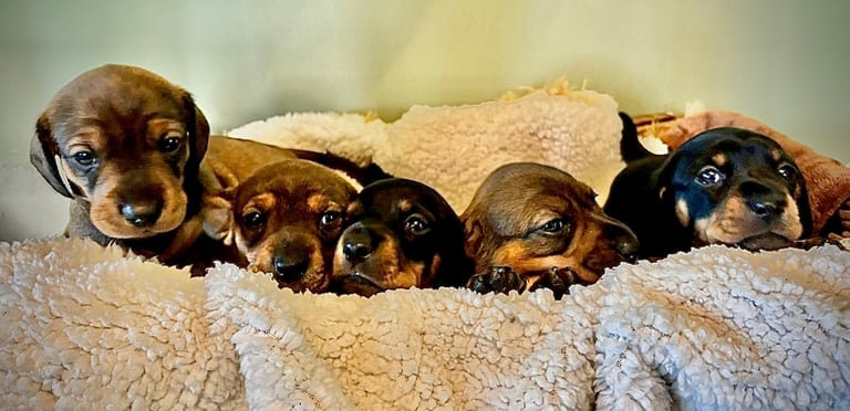 Adorable dachshund puppies 