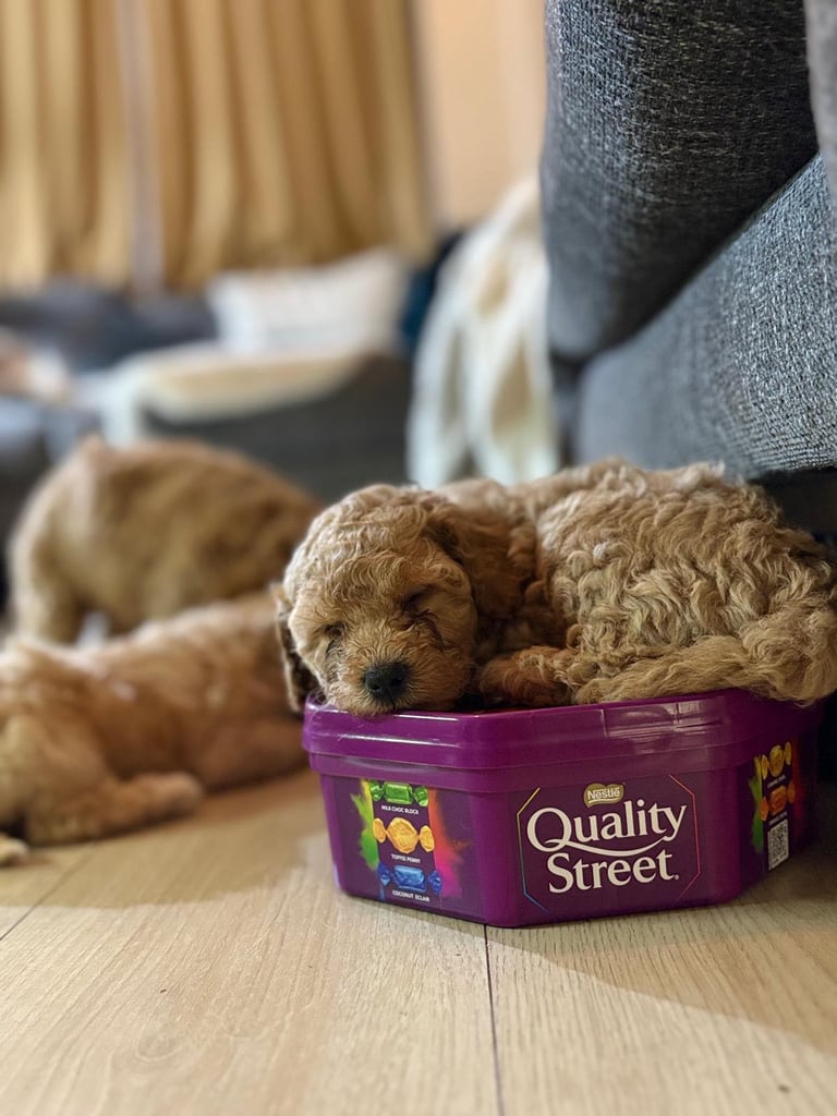 Cockapoo puppies only 1 boy left! 