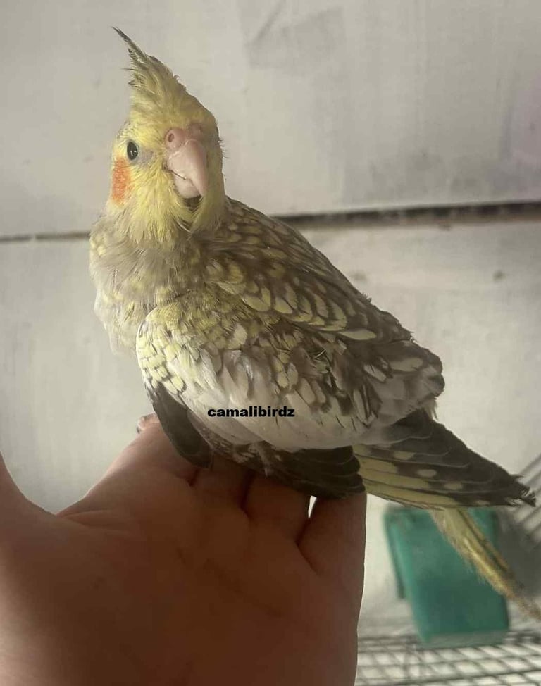 image for baby cockatiels ( hand reared )