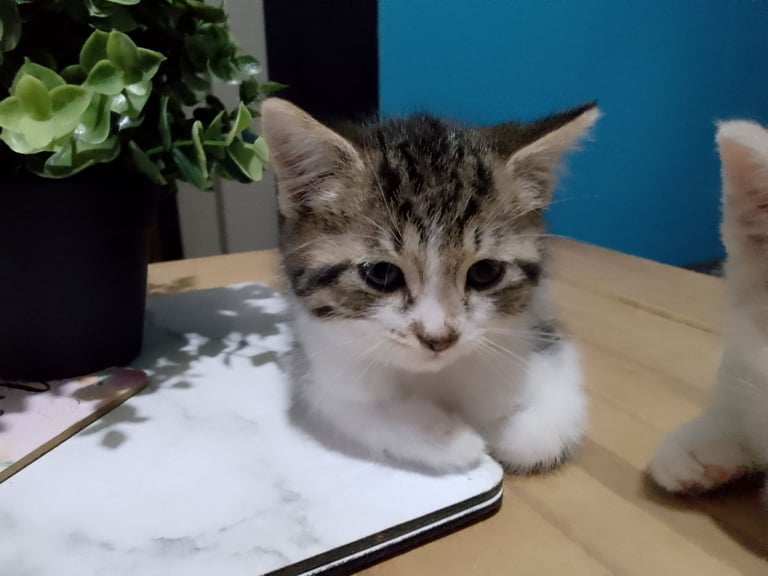 Beautiful hand reared kittens available for loving homes