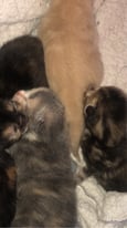  kittens for sale ready to go 17th of may only 3 left