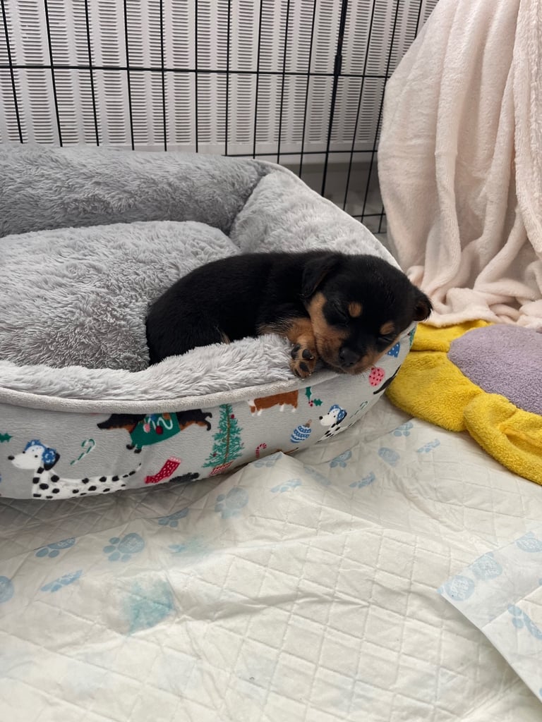 Chihuahua JRT cross 