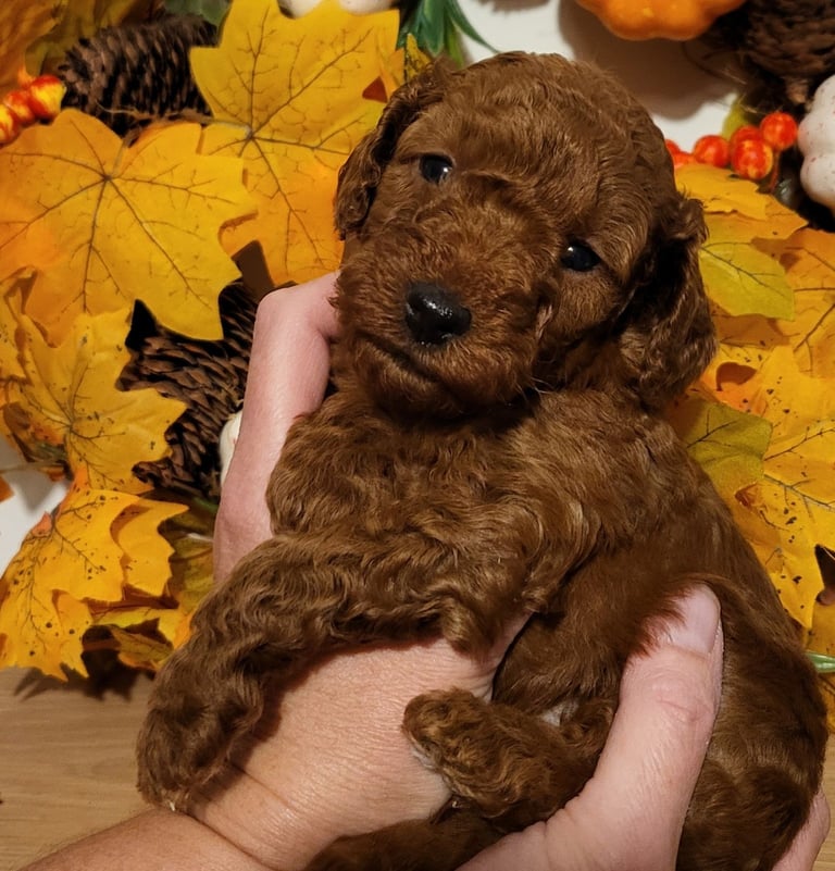 Golden and Red F1b cockapoo pups 