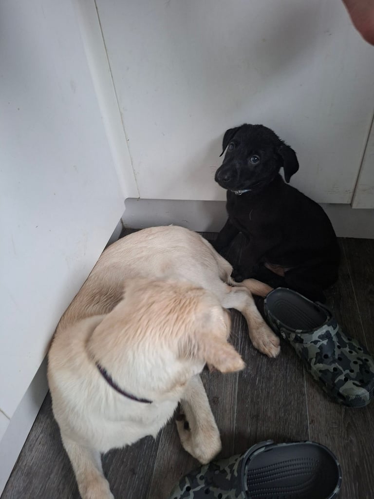 Black lab puppy 12 weeks old 