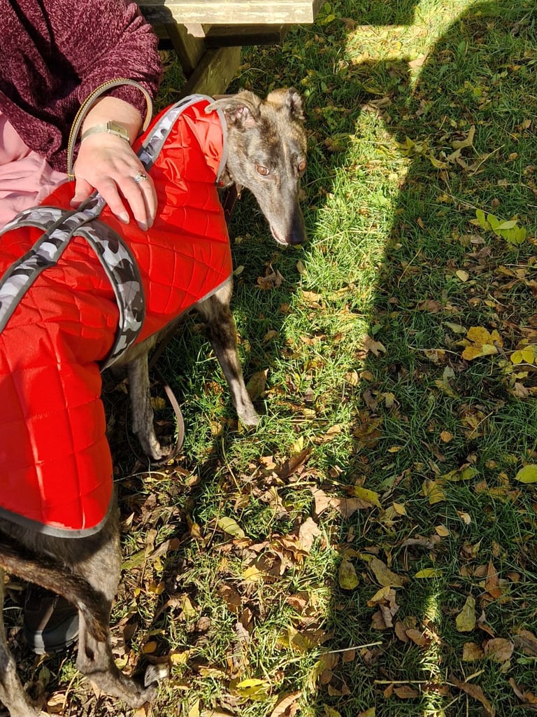 image for Greyhound girl 3