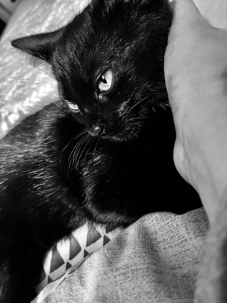 Pure bred Egyptian female kitten 