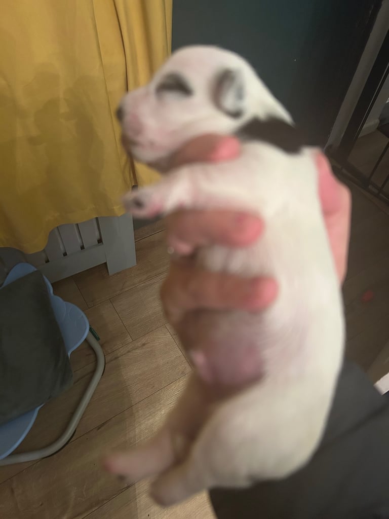 Beautiful Jackapoo Puppies 