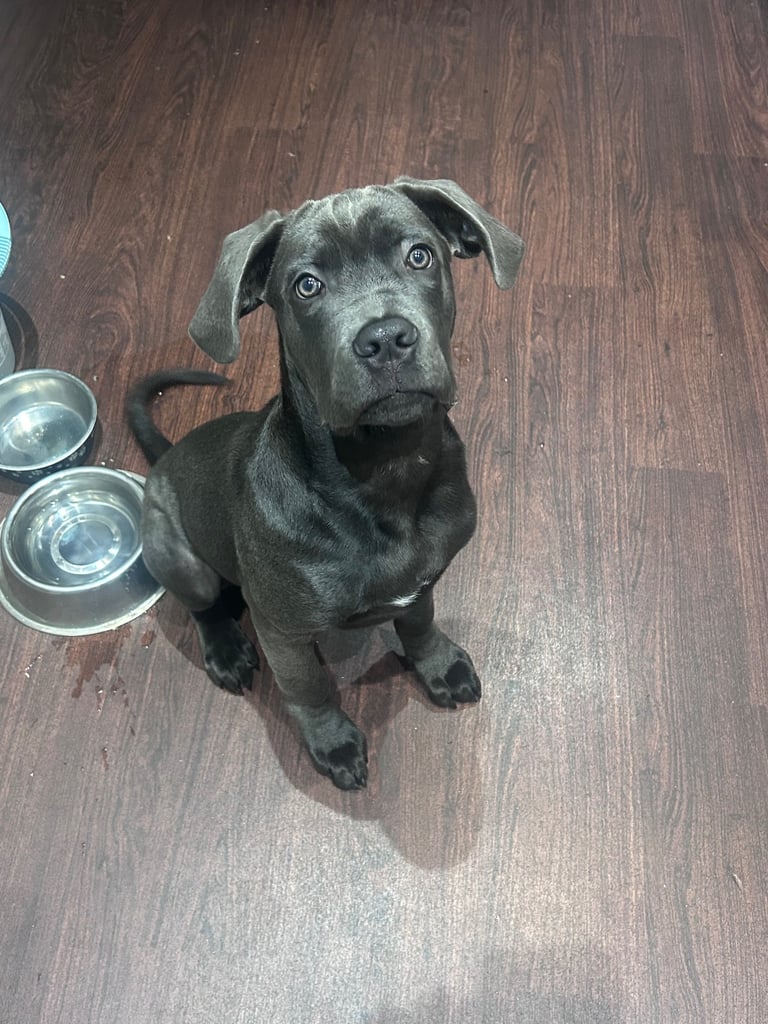 Kano- almost 6 months old 