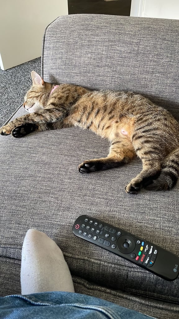 Female tabby for sale 