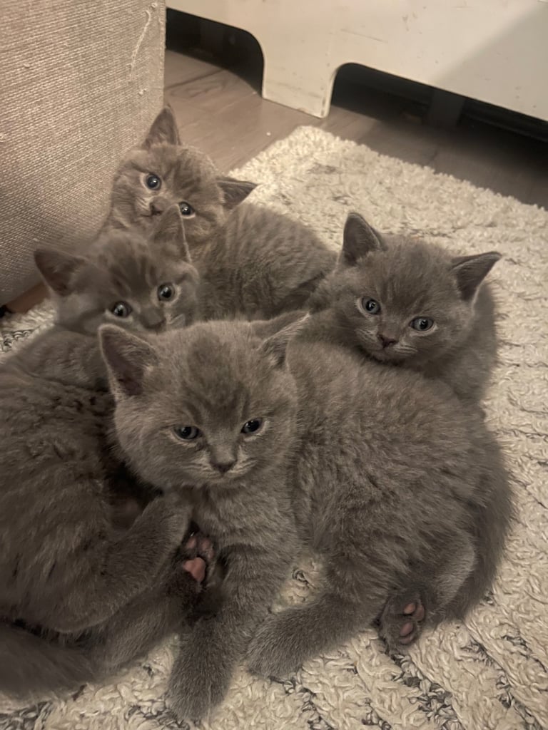 British shorthair kittens 