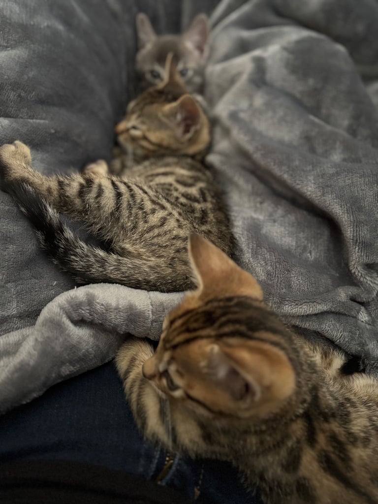 Russian Blue Bengals for Sale