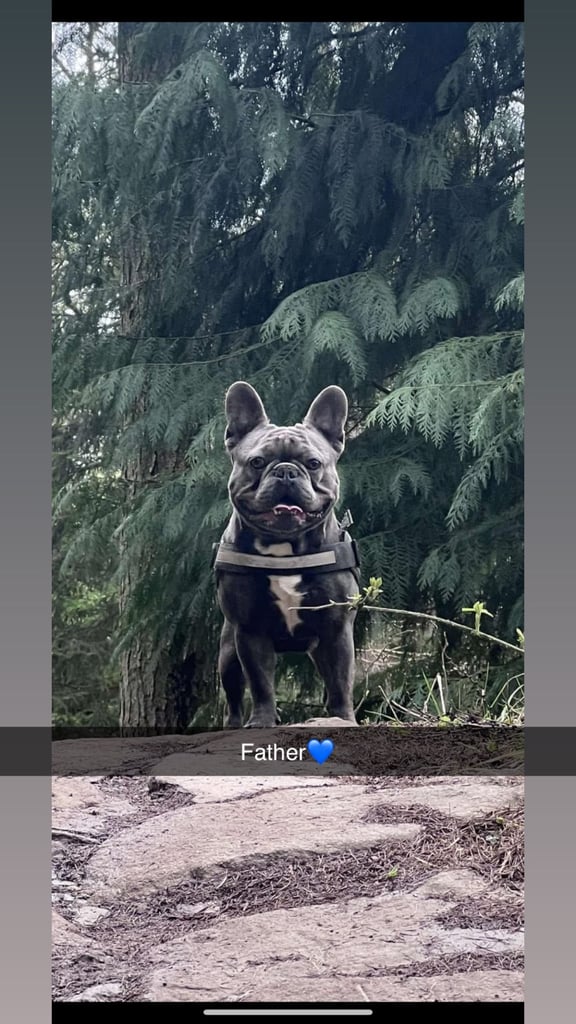 5 beautiful French bulldog puppy’s 