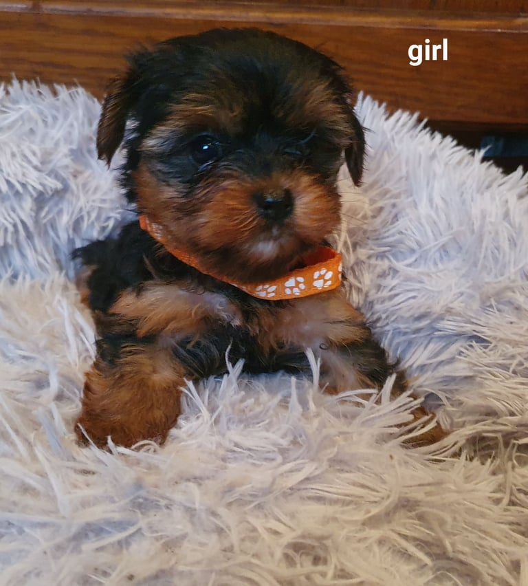 Yorkshire terrier puppies 
