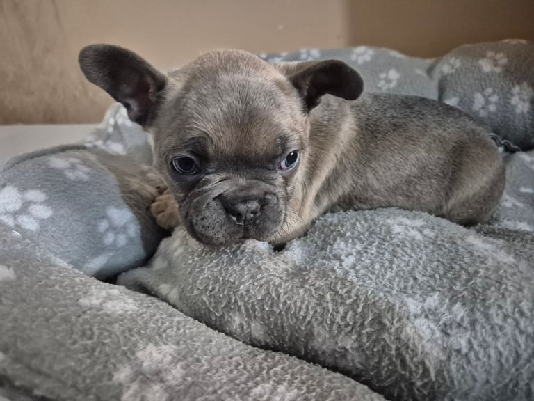 French bulldog puppies