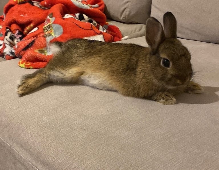 image for Netherlands Dwarf rabbit 