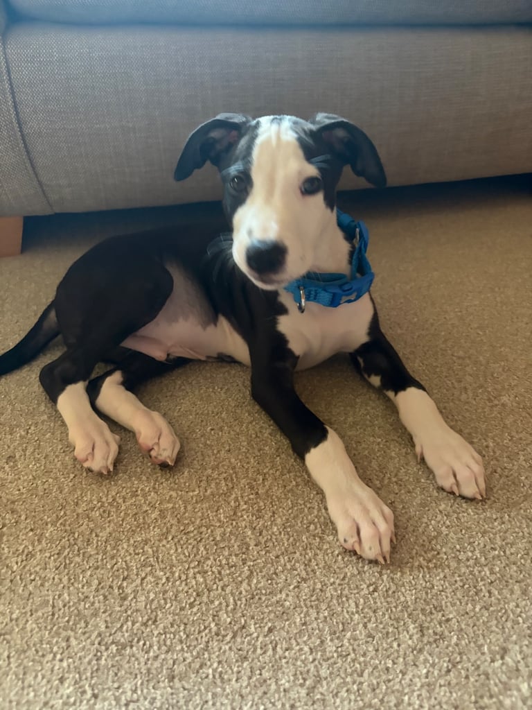 Lurcher puppy 8weeks