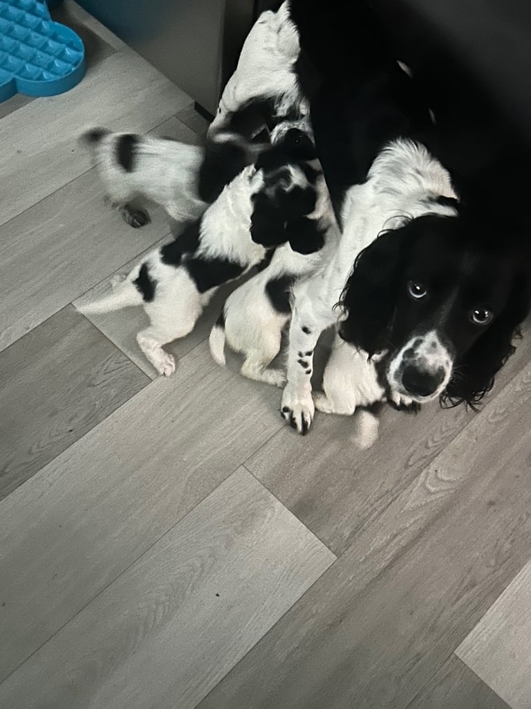 A beautiful little of 5 Cockerpoos 