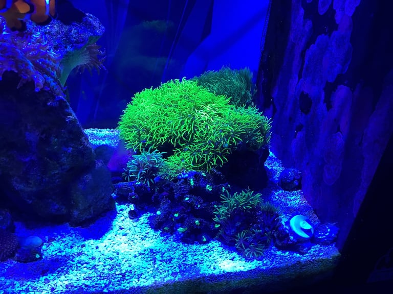 Contents of fish tank and accessories 