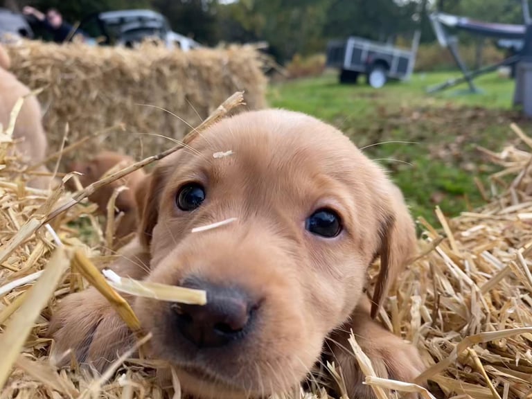 Labrador Retriever Puppies