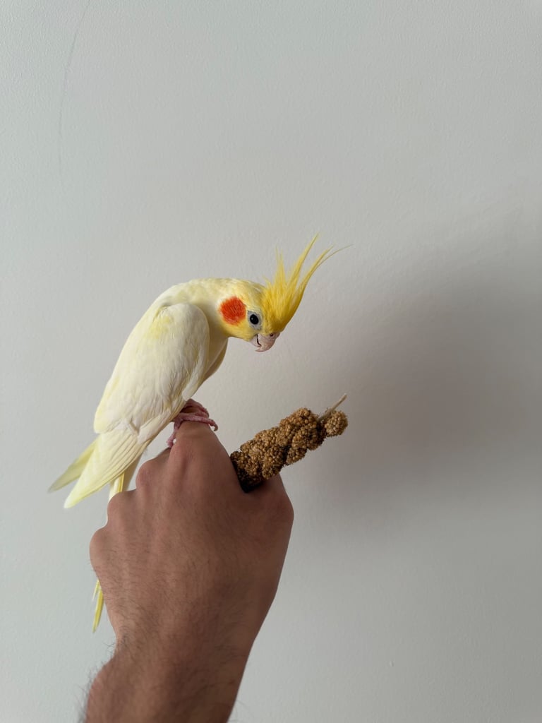 image for Beautiful hand tamed cockatiels for sale