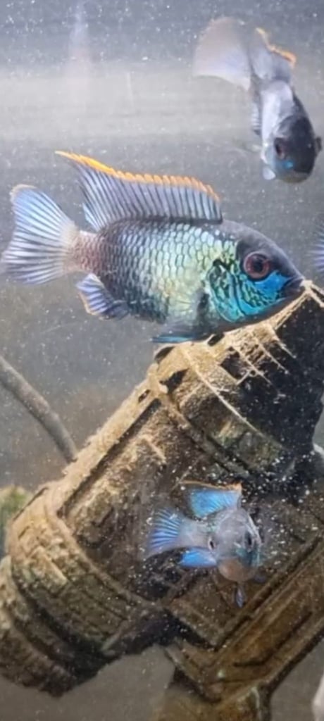 Stunning electric blue Acaras 