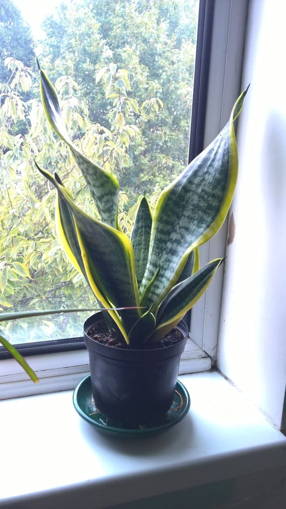 image for Big Sansevieria Trifasciata Laurentii ''Burning Flame'' - Variegated Snake Plant (Mother-in-law),