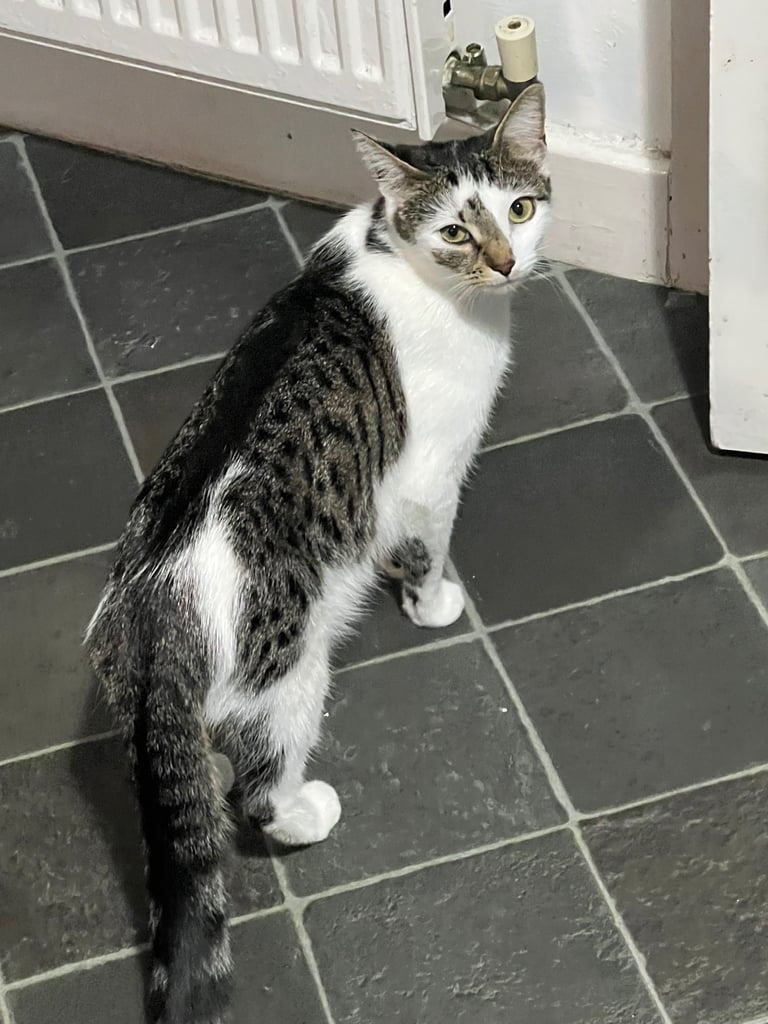 image for Cat with her 5 kittens