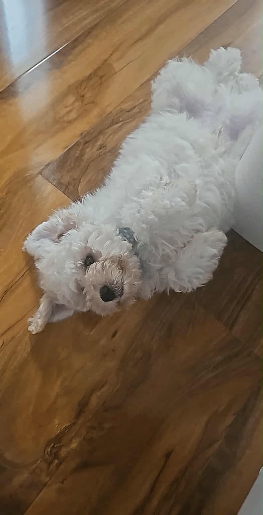 Cavachon puppy for sale 