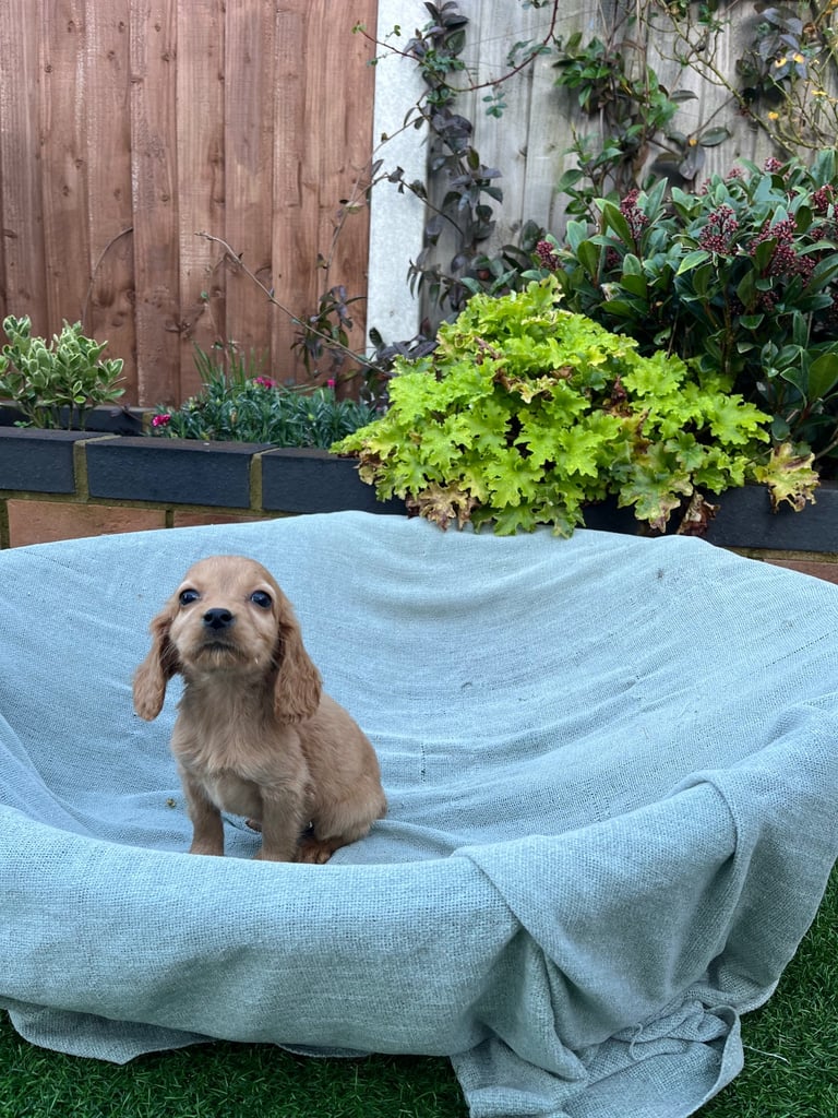 Six beautiful Cocker spaniel puppies