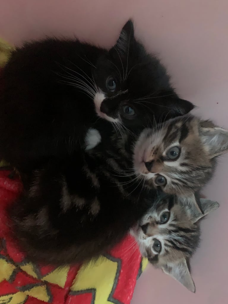 Kittens 