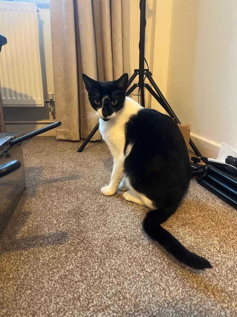 2 black and white cats 