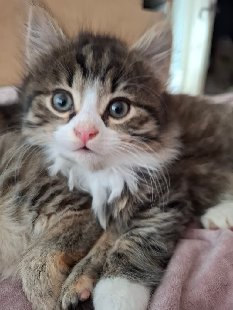 4 very fluffy kittens 8 weeks and Salem 4 months
