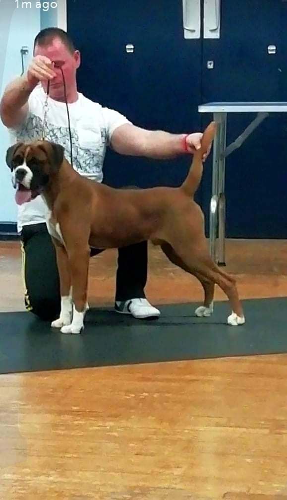 *Boxer puppies for sale*