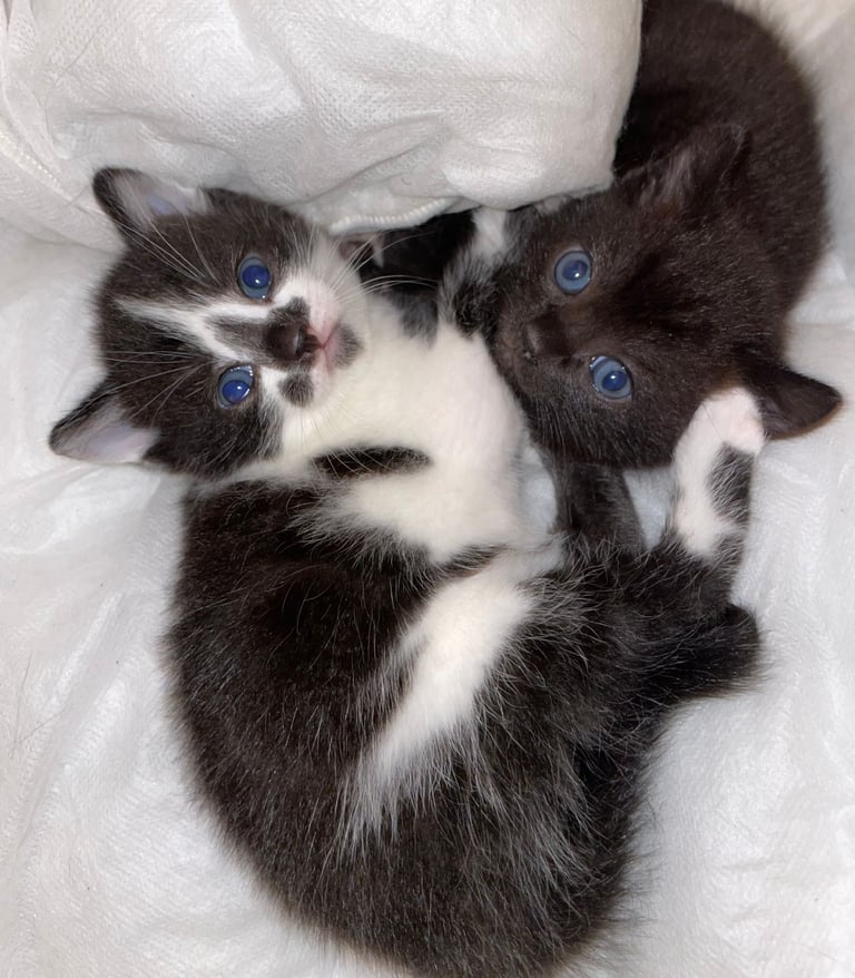 GORGEOUS TWIN KITTENS. PART BENGAL