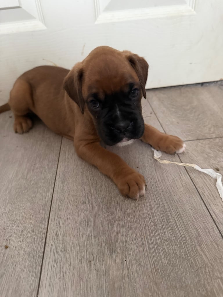 KC Boxer puppies - bobtail & longtail 🐶🩷💙