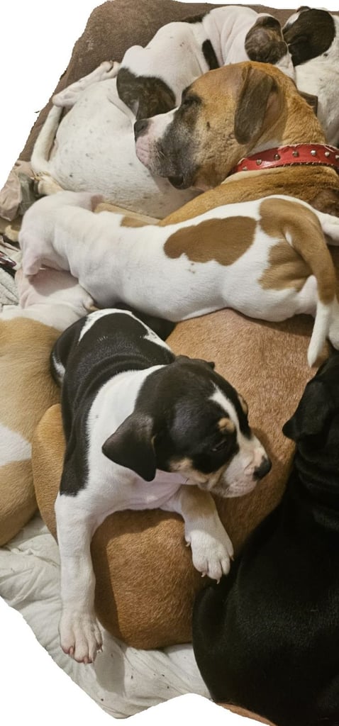 Confident & Well-Socialised Presa x Staffy Pups ready to leave 4/10/2025