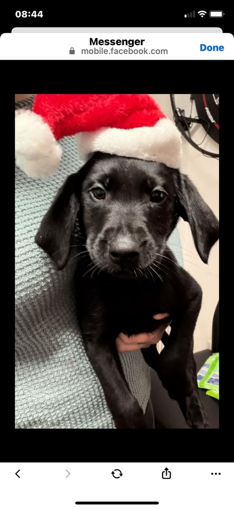 KC registered labrador pup 