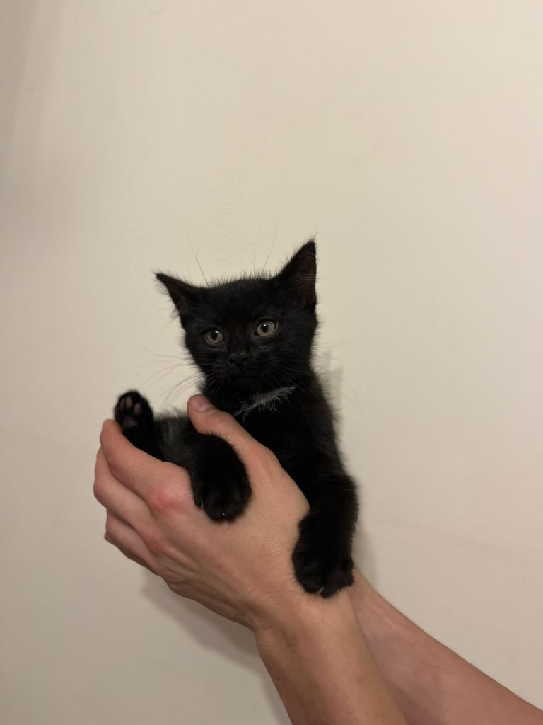 British Shorthair x  Russian Blue Kittens FEMALE BLACK LEFT