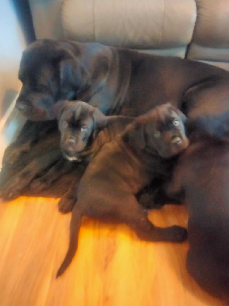 Cane Corso puppies black