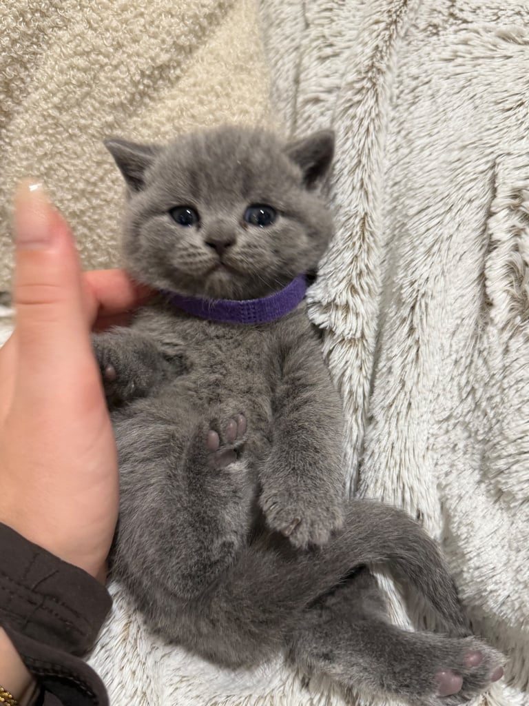 BSH kittens - All SOLD 