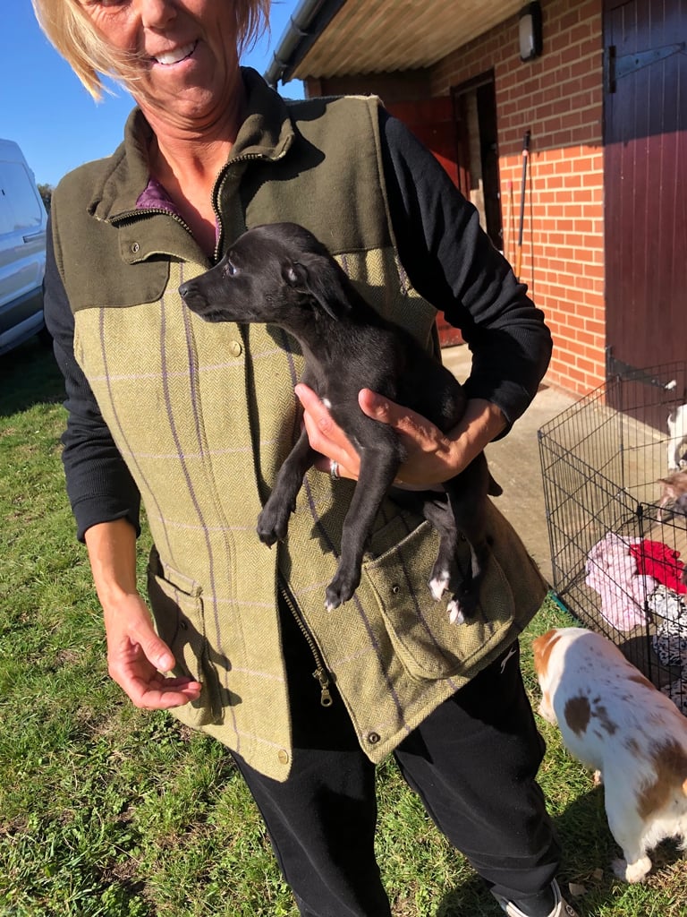 BEDDIPOO pups bedlington X toy poodle  
