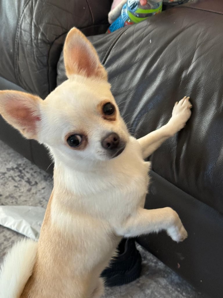 White Chihuahua