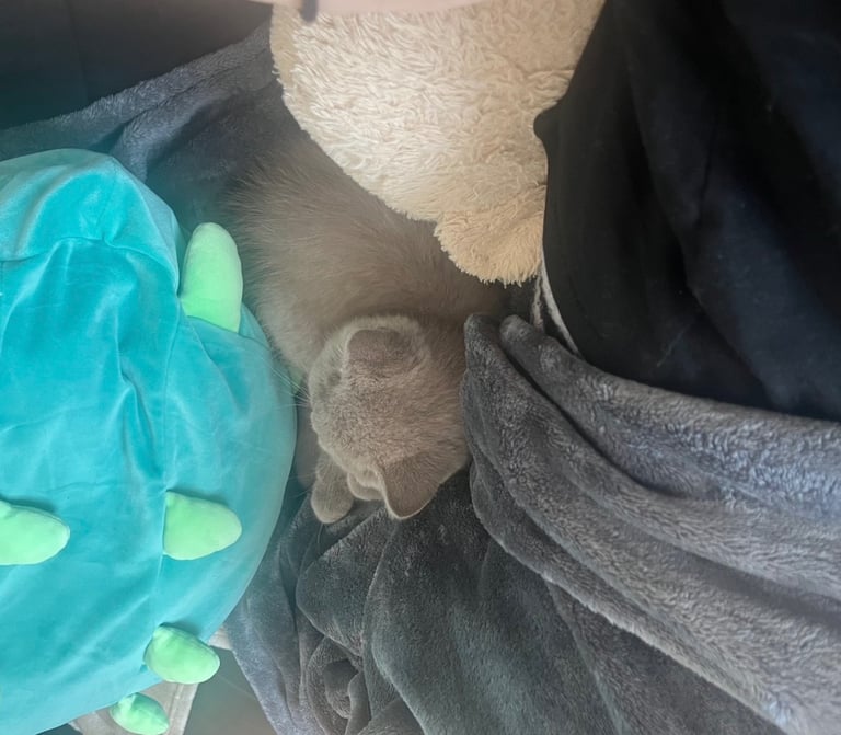 British Shorthair Kitten for Sale (Male)