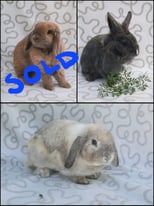2 Rabbits for Sale