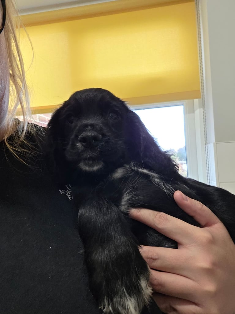Male cocker spaniel pup